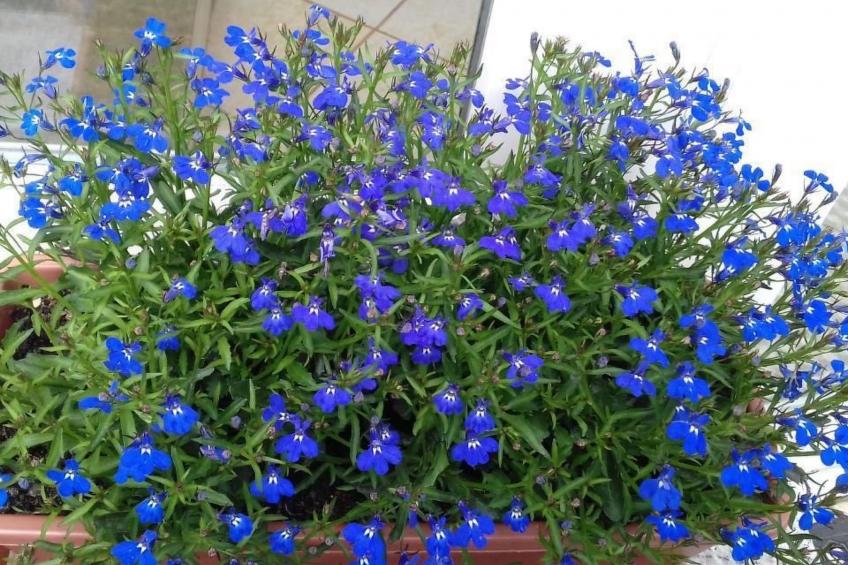 in Bük im Parterre mit Garten - foto 15