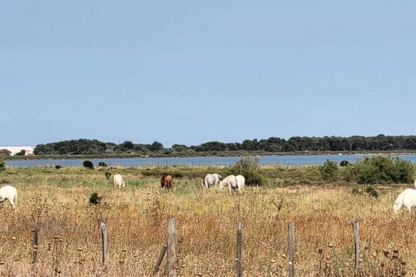 Résidence Marina Lairan Vue Sur L'eau Et Les Bateaux De Port Camargue 2 étoiles F - foto 22