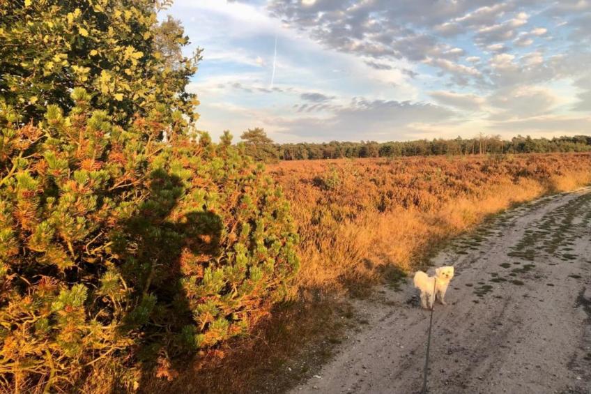 Heivlinder Comfort 4+2p - foto 28