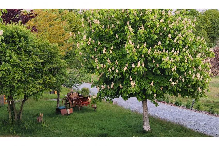 522 1P 40€(6) Schulz - foto 23