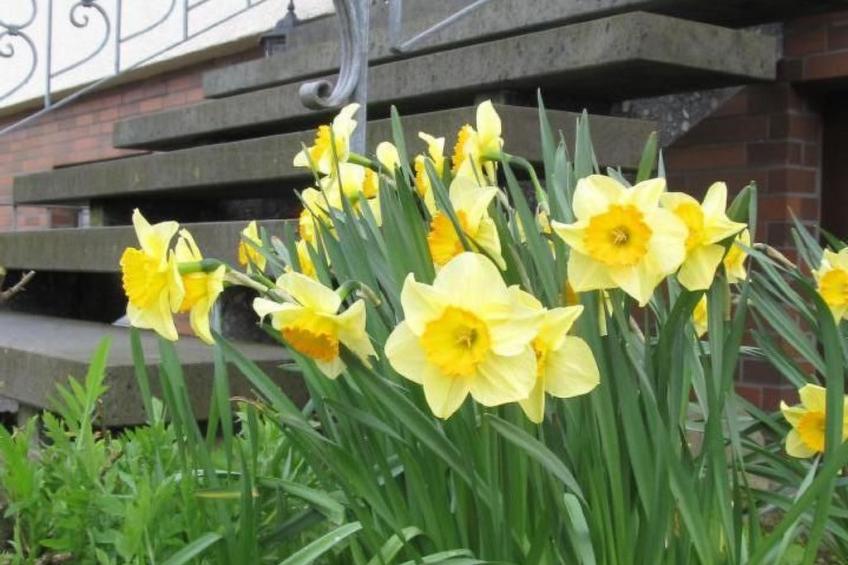 Fewo "Aal Obstbeem" - foto 8