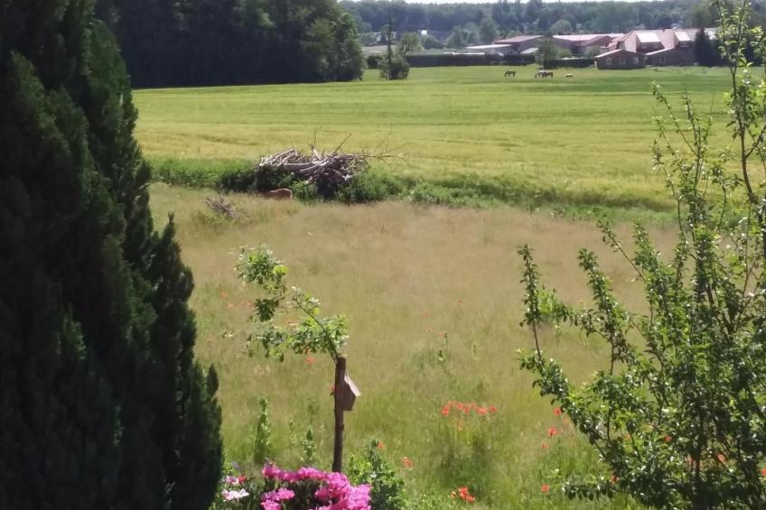 Schmetterling - foto 32