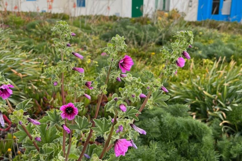 Casetta Favonia - Favignana Insel Sizilien - foto 8