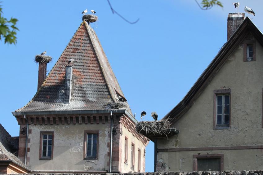 Zwischen Elsass und Vogesen, gite in einem schönen Chalet. - foto 31