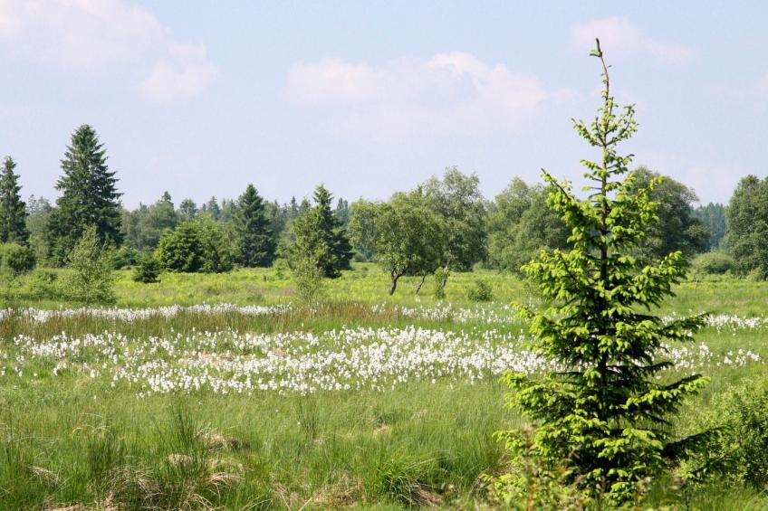 Hautes Fagnes - foto 24