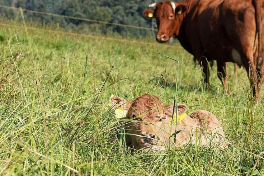 Eggenhof Ferien - foto 16