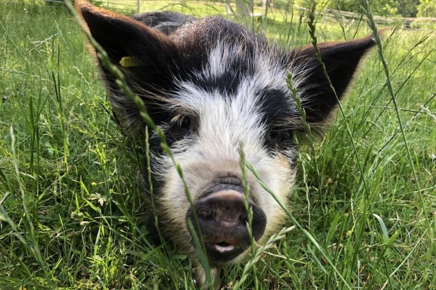 Tieroase Grünegg - foto 14