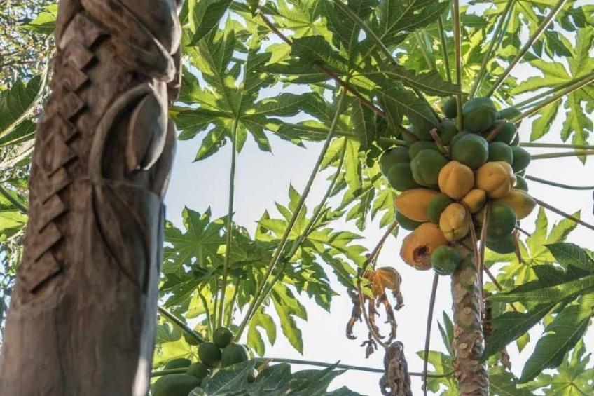 Spiti Papaya - foto 19