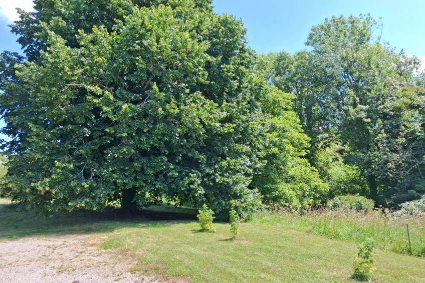 Le Bois aux Ecureuils (Eichhörnchenwald) - foto 44