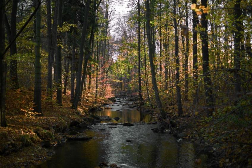Jägerhaus - foto 46