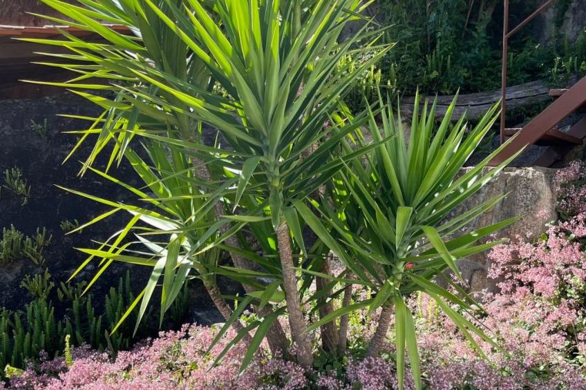 Casas das Olas 1 - Großartige Aussicht, 2 Pools, idealer Ort zum Entspannen und - foto 35