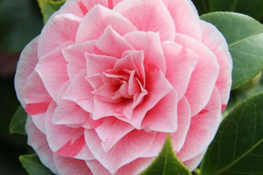 Kleine Villa - foto 7