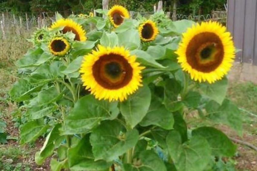 Scheunen Nest - foto 17