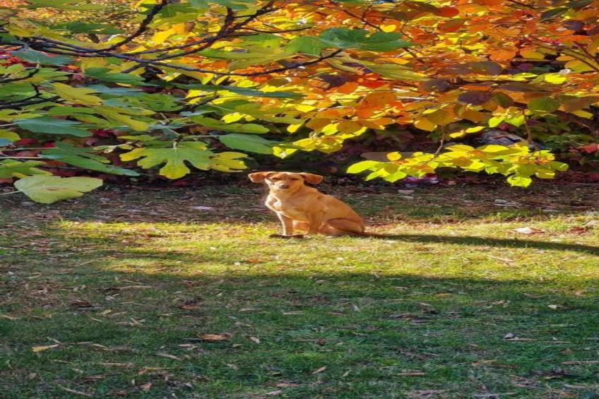 Les Balcons d'Auréa - foto 25