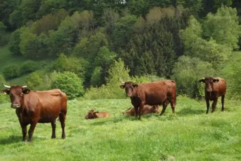 Vakantiehuis, Wieda - foto 22