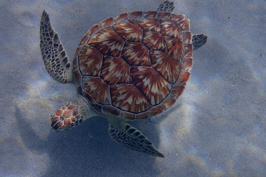 Wohnung in Cas Grandi mit Schönem gemeinsamem Pool - foto 34