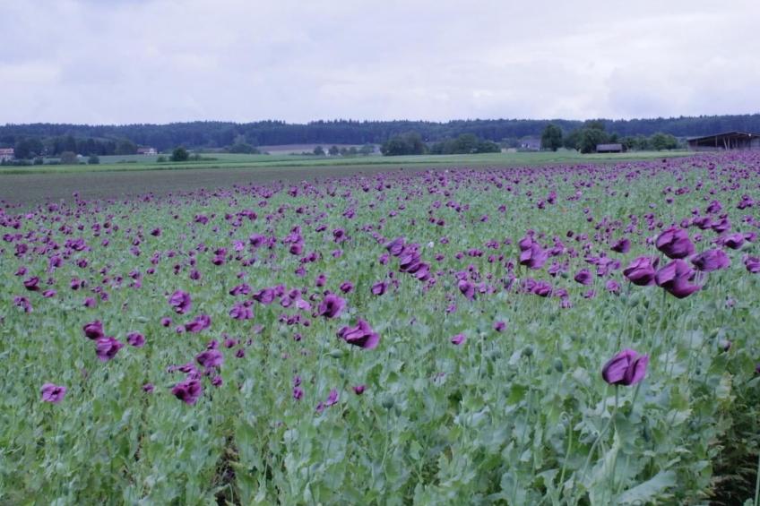 Apfelgarten - foto 35