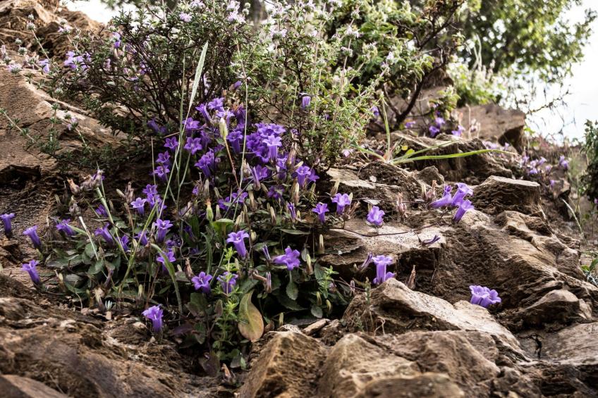 für 8 Personen in Agia Pelagia, Kreta - foto 41
