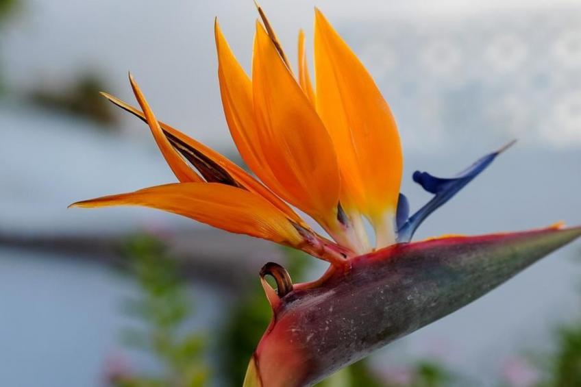 Strandnahes Haus mit Terrasse zum Sonnenuntergang - foto 24