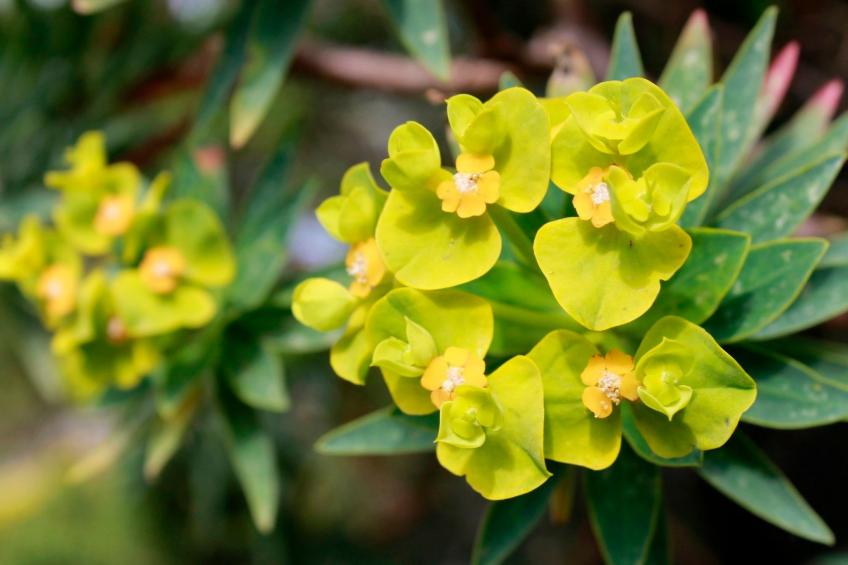 Stazzo mit Garten in Luogosanto - foto 39