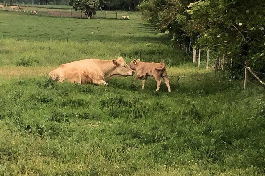 mit Sauna und Kaminofen - foto 36