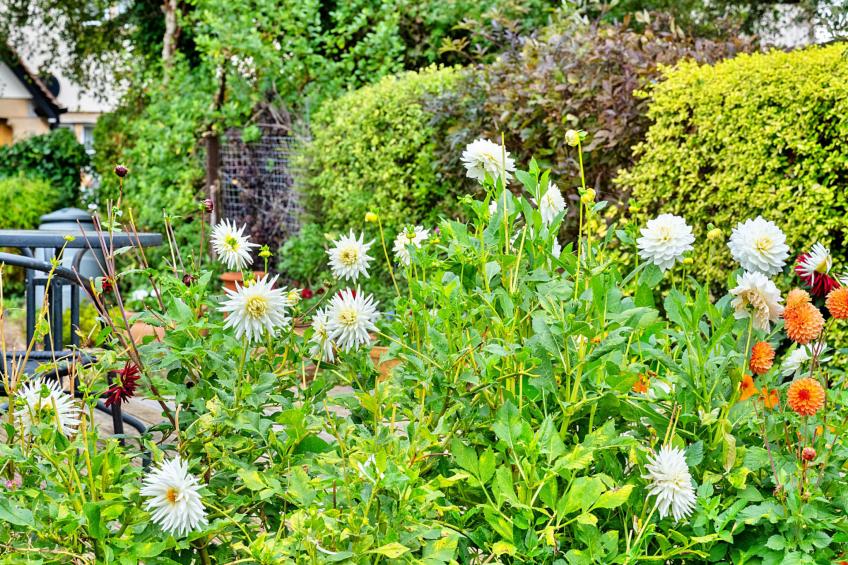 Clematis Cottage - foto 9