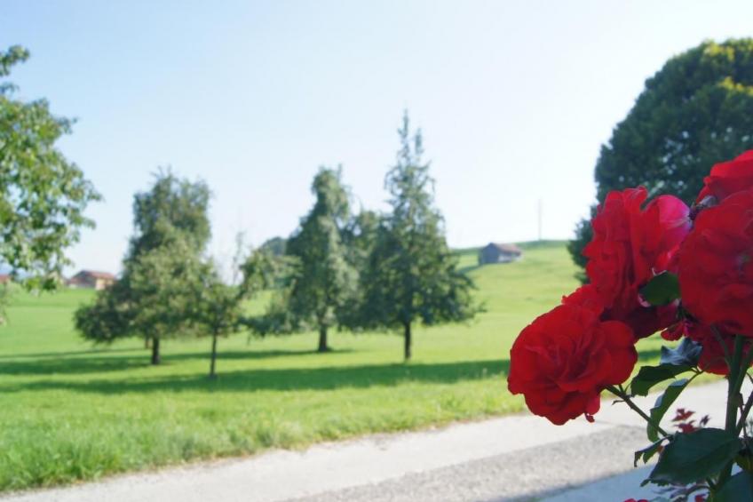 auf dem Bauernhof - foto 21