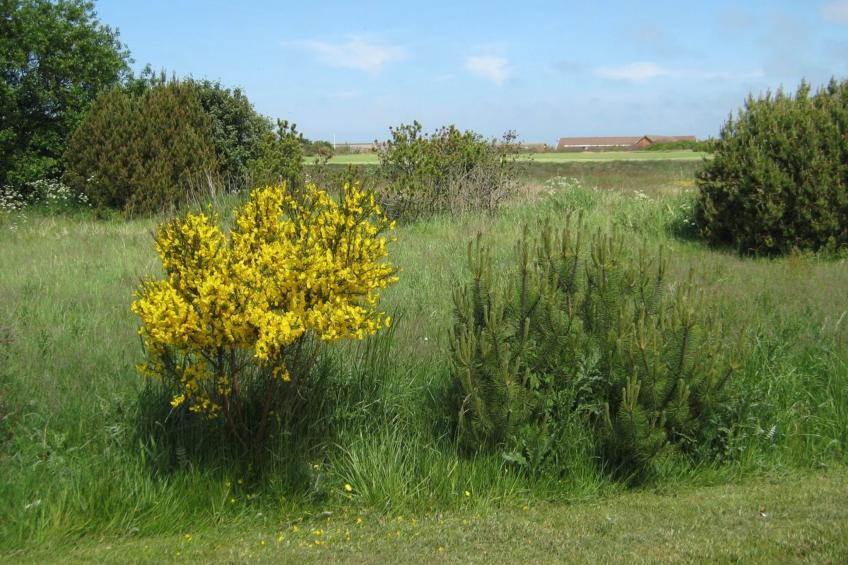 "Karlsefni" - 600m to the inlet in Western Jutland - foto 39
