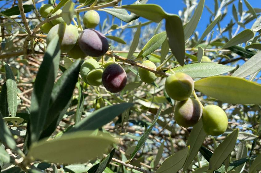 Großes Studio mit Terrasse mit Meerblick - foto 34