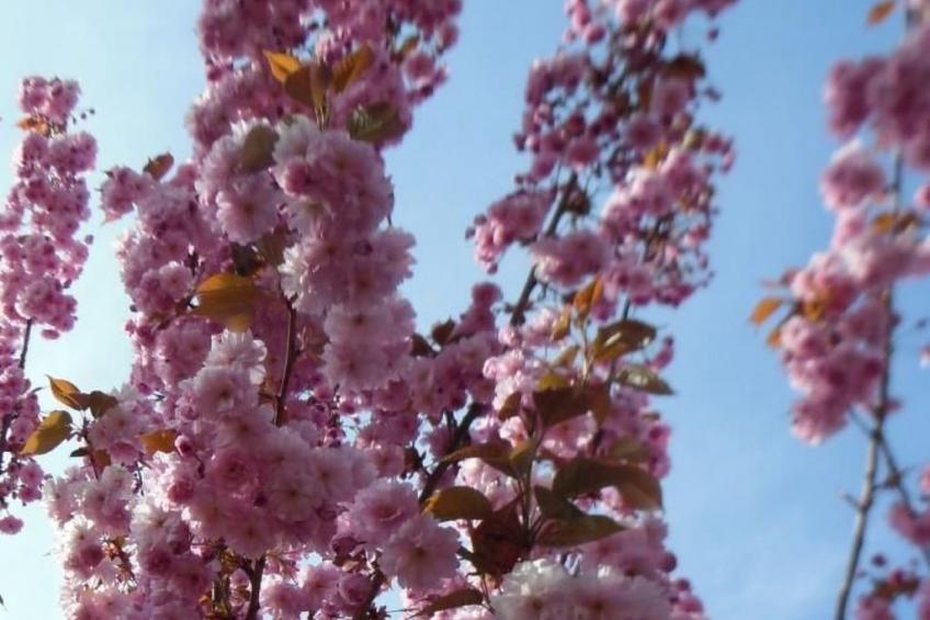 mit Garten und Stellplatz - foto 24