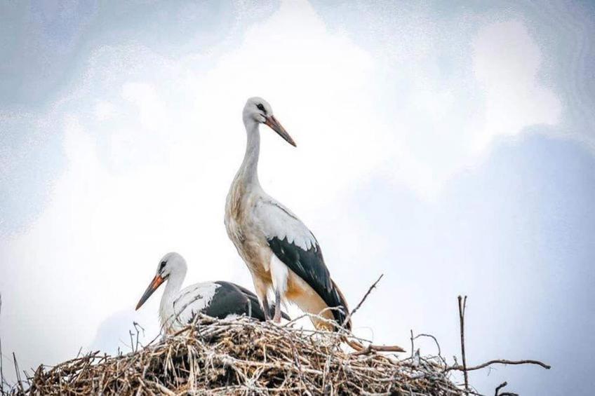 Dom przy drodze Skansen dla 9 osób Bełczna - foto 35