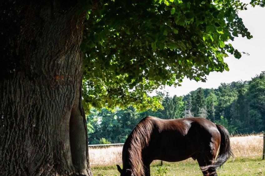 Suite Empire - foto 14