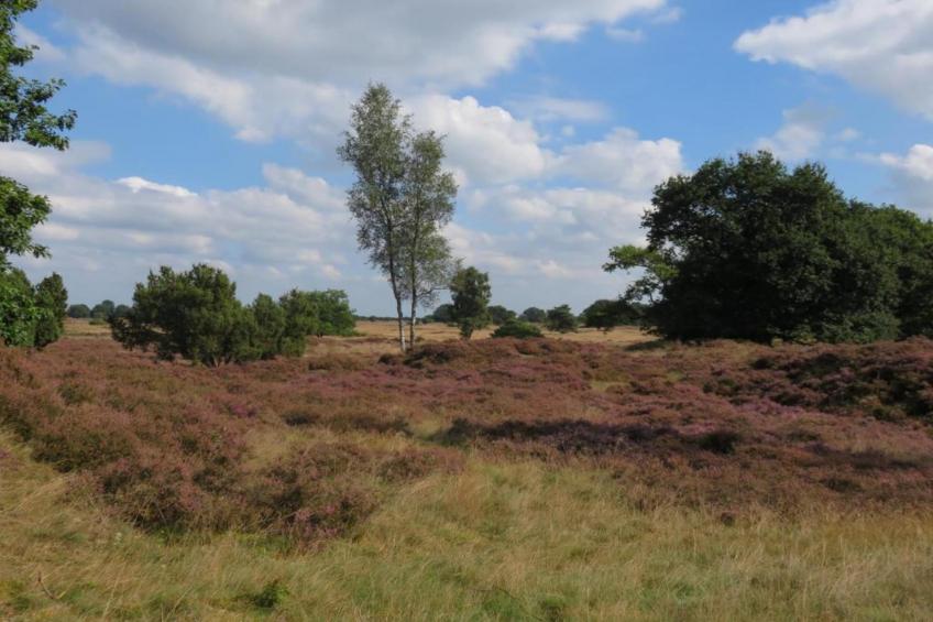 Vakantiepark Hunzedal 18 - foto 9