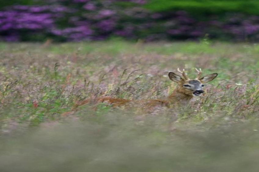 Residence De Eese - foto 37