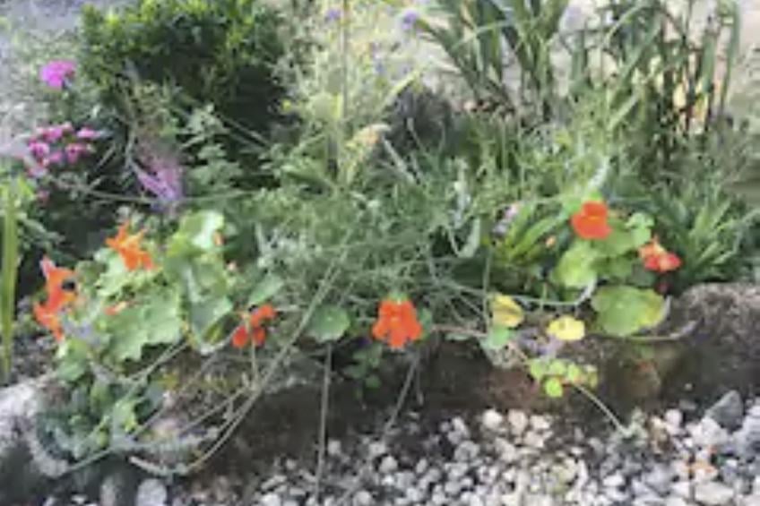 Idyllisches,haustierfreundliches Landhaus Lavender - foto 20