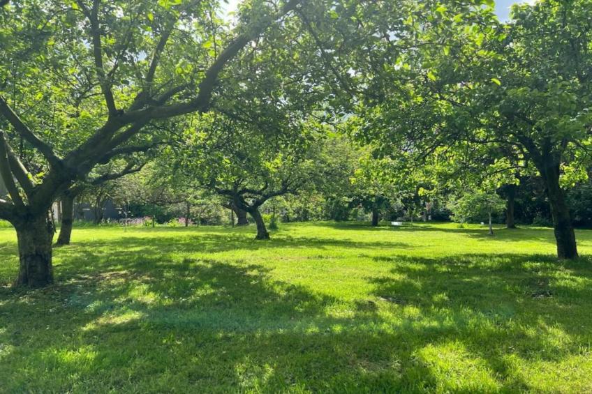 The Cornflower - foto 34