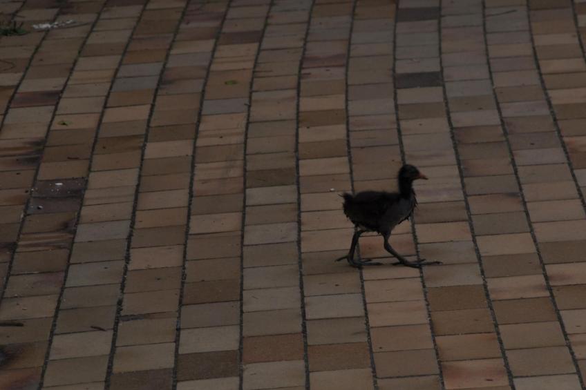 Rosalie - Ruhig - Zentral - Hochwertig - foto 30