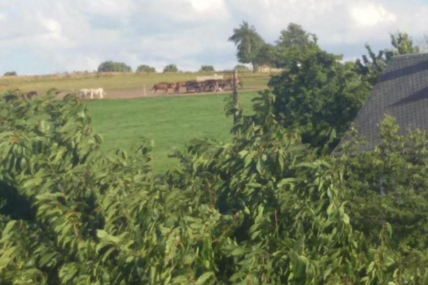 Ferienwohznung Huhle - foto 24