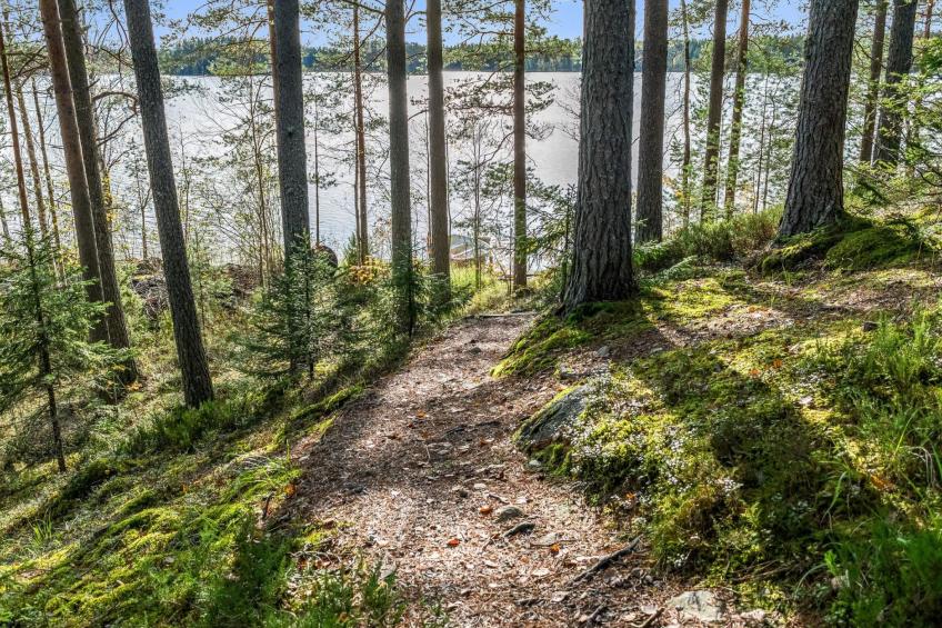 Koli, cjoe068 kanerva - foto 22