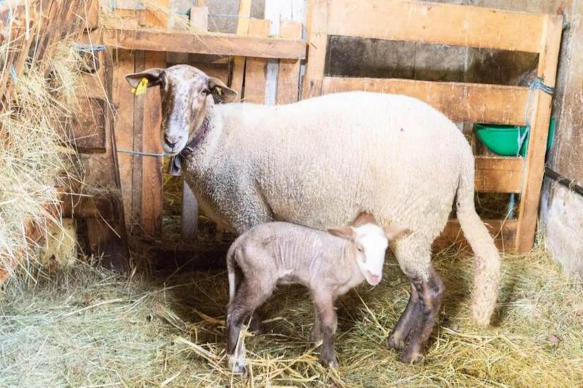 Gîte de France Gîte de la grangette 5/6 personnes 3 épis - foto 41