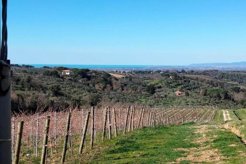 Castagneto1 - foto 34