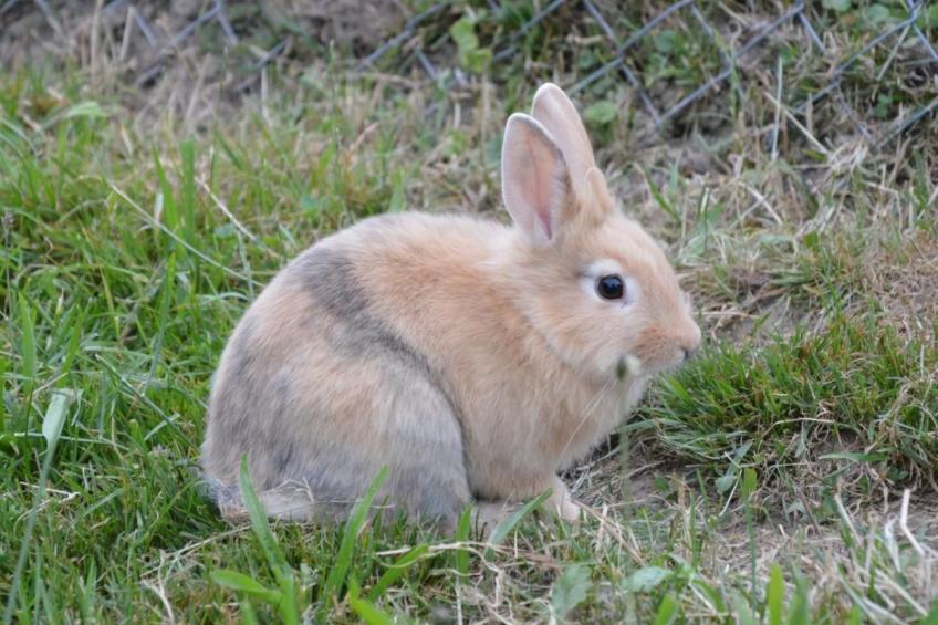 Bauernhof Gerber - foto 27