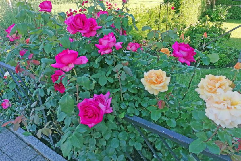 Ferien-Apartment - foto 17