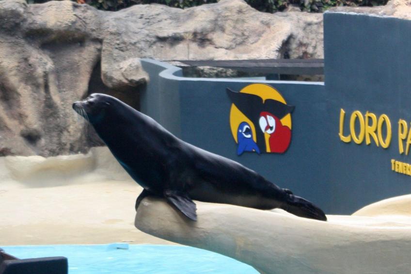 Studio mit beheiztem Pool - foto 65