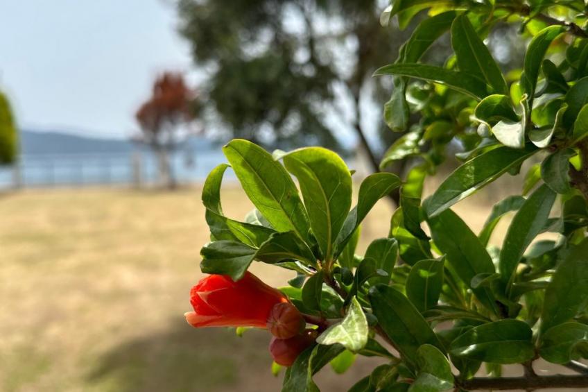 Tanjas Paradise - foto 19