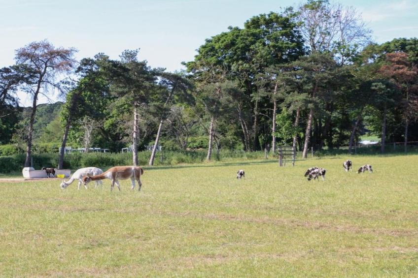 Bulrush Bell Tent - foto 20