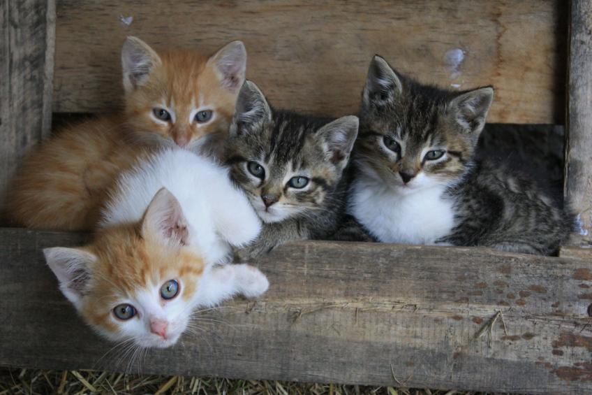 Kleine Fewo - foto 5