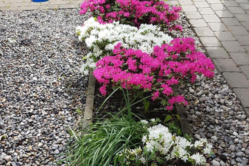 Haus-Zauberblau - foto 35