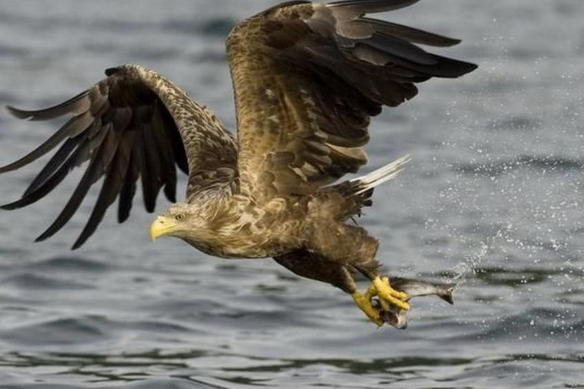 Meløy Naturopplevelser Tømmervik - foto 11