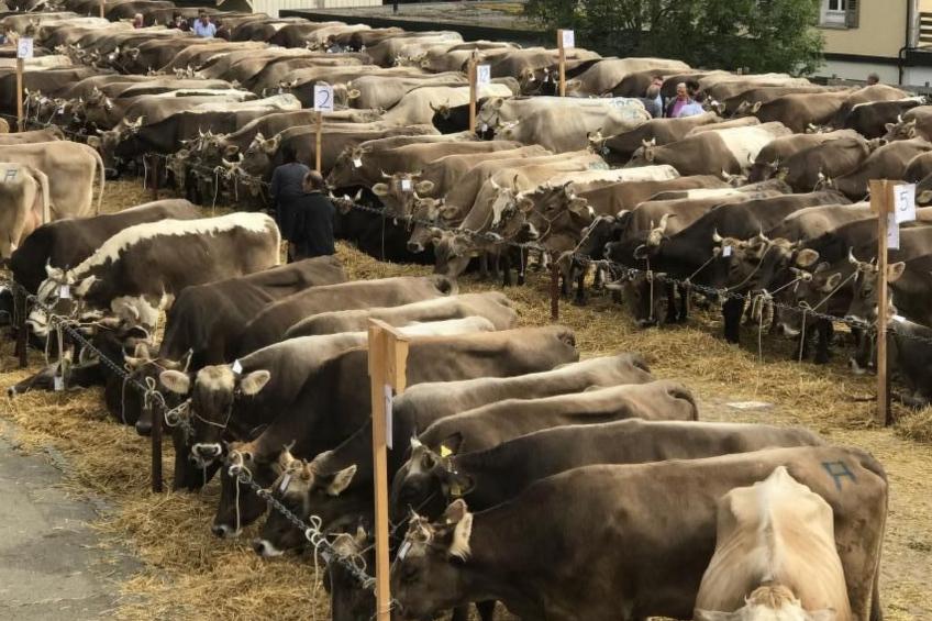 im Dorf Urnäsch - foto 37